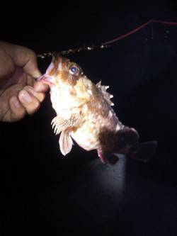 明石港赤灯台にて投げ釣りでガシラ&…