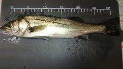 東二見人工島でメバリング、 潮も悪く、厳しい釣果でした