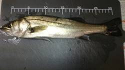 東二見人工島でメバリング、 潮も悪く、厳し…