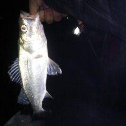 明石港赤灯台にて投げ釣りでガシラ&セイゴ