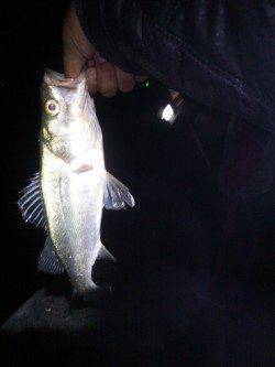 明石港赤灯台にて投げ釣りでガシラ&セイゴ