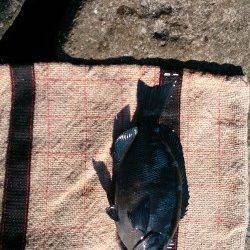 太地の地磯へフカセ釣り！グレ25cm