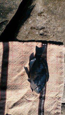 太地の地磯へフカセ釣り！グレ25cm