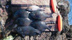 須江のフカセでグレ、エサ取りも多くなく好調です