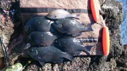 須江のフカセでグレ、エサ取りも多くなく好調…