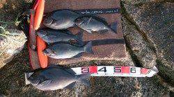 勝浦の沖磯で尾長グレ38㎝、バチッとミチイトを弾く当たり☆