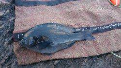 雪がちらつく中、潮吹岩でフカセ釣り　グレ32cm