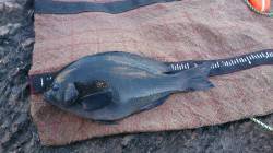 雪がちらつく中、潮吹岩でフカセ釣り　グレ3…