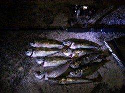 正月休みに串本へアジング遠征