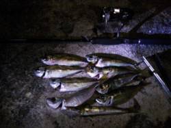 正月休みに串本へアジング遠征