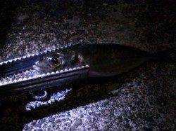 正月休みに串本へアジング遠征