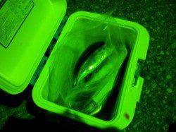 串本港でアジング、ワームなくなりアオイソメで