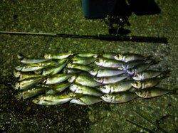 串本港でアジング、ワームなくなりアオイソメで