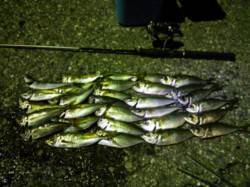 串本港でアジング、ワームなくなりアオイソメ…