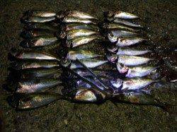 串本遠征の最終日はエギング＆アジングの2本立て☆