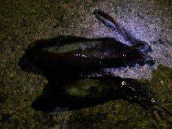 串本遠征の最終日はエギング＆アジングの2本立て☆