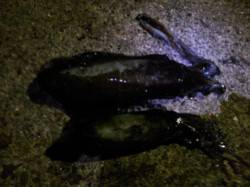 串本遠征の最終日はエギング＆アジングの2本…