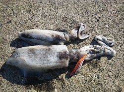 串本港、昼間にエギングで中々の良型ゲット、夜はアジングで