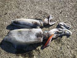 串本港、昼間にエギングで中々の良型ゲット、…