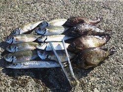 串本港、昼間にエギングで中々の良型ゲット、夜はアジングで