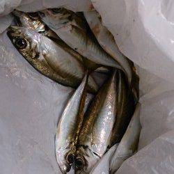 貝塚　年内釣り納めの飛ばしサビキ釣行☆