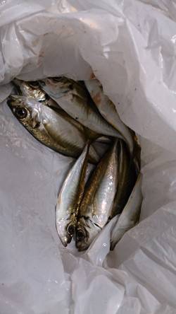 貝塚　年内釣り納めの飛ばしサビキ釣行☆