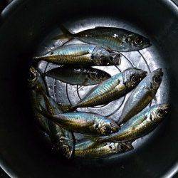 貝塚　年内釣り納めの飛ばしサビキ釣行☆