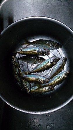 貝塚　年内釣り納めの飛ばしサビキ釣行☆