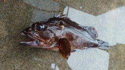 初釣りで、旭から小天橋まで探ってきました！