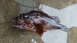 初釣りで、旭から小天橋まで探ってきました！…