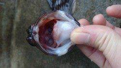 初釣りで、旭から小天橋まで探ってきました！