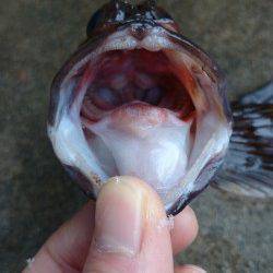 初釣りで、旭から小天橋まで探ってきました！