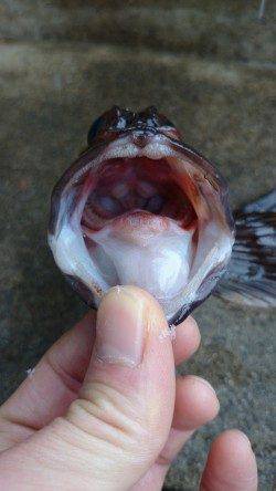 初釣りで、旭から小天橋まで探ってきました！