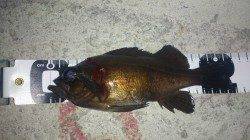 須磨でメバリング、まずまずのサイズで楽しめた釣行でした