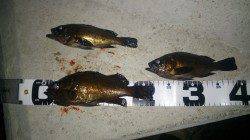 須磨でメバリング、まずまずのサイズで楽しめた釣行でした