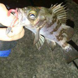 岡田浦漁港でのメバリング