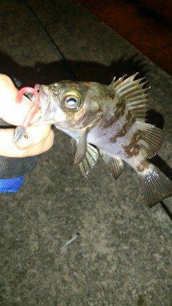 岡田浦漁港でのメバリング