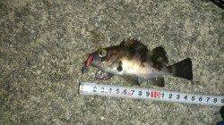 樽井漁港　大晦日のメバリングも短時間でタイムアップ