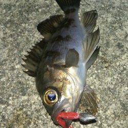 樽井漁港　大晦日のメバリングも短時間でタイムアップ