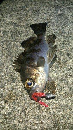 樽井漁港　大晦日のメバリングも短時間でタイムアップ