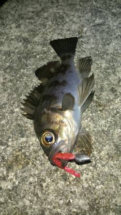 樽井漁港　大晦日のメバリングも短時間でタイ…