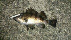 岡田浦漁港でのメバリング