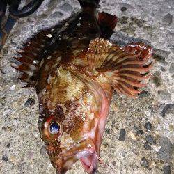 漁船周りを探ってガシリング連続ＨＩＴ