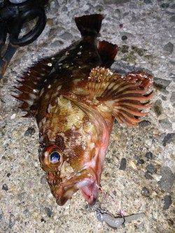 漁船周りを探ってガシリング連続ＨＩＴ