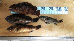 久美浜　初釣りでアジング釣行はガシラ・メバルで釣り初め