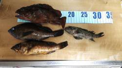 久美浜　初釣りでアジング釣行はガシラ・メバ…