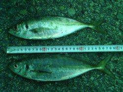 大阪南港　午前5時に良型のアジをアジングでゲット！