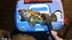 久美浜に着き2キャスト目でガシラ！ アジと…