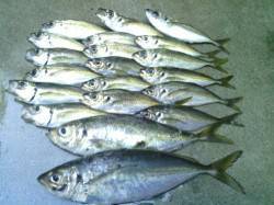 大阪南港　午前5時に良型のアジをアジングで…