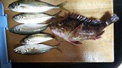 久美浜に着き2キャスト目でガシラ！ アジと子メバルも